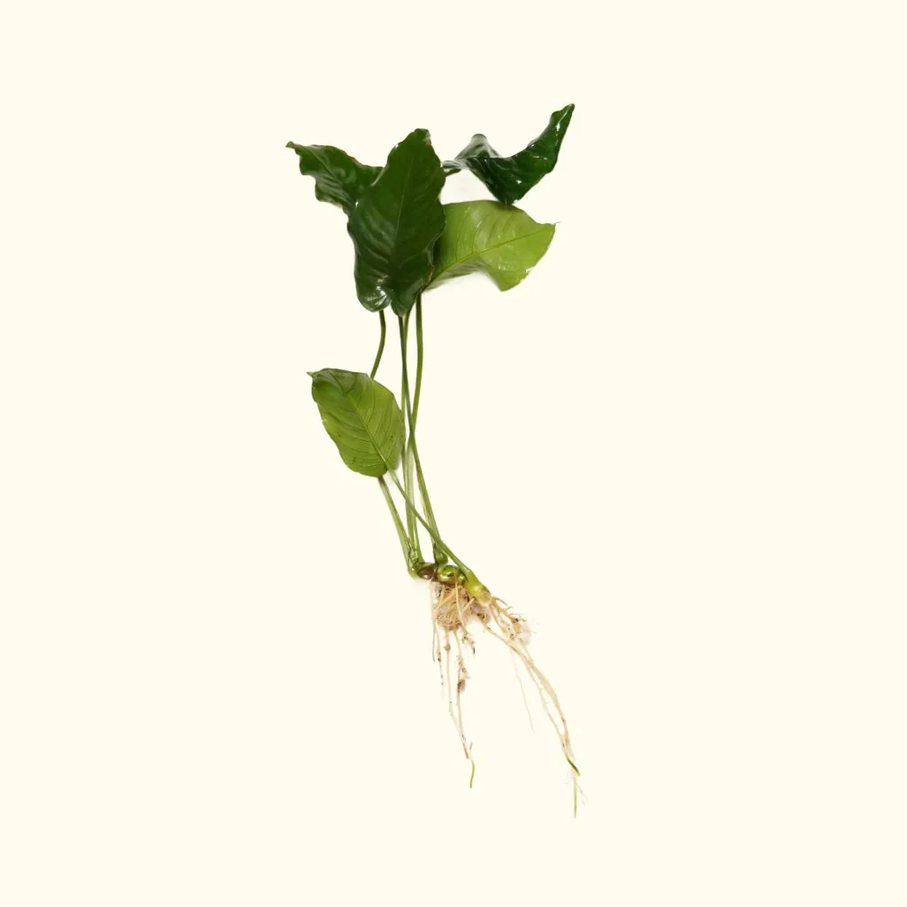 Anubias Nana