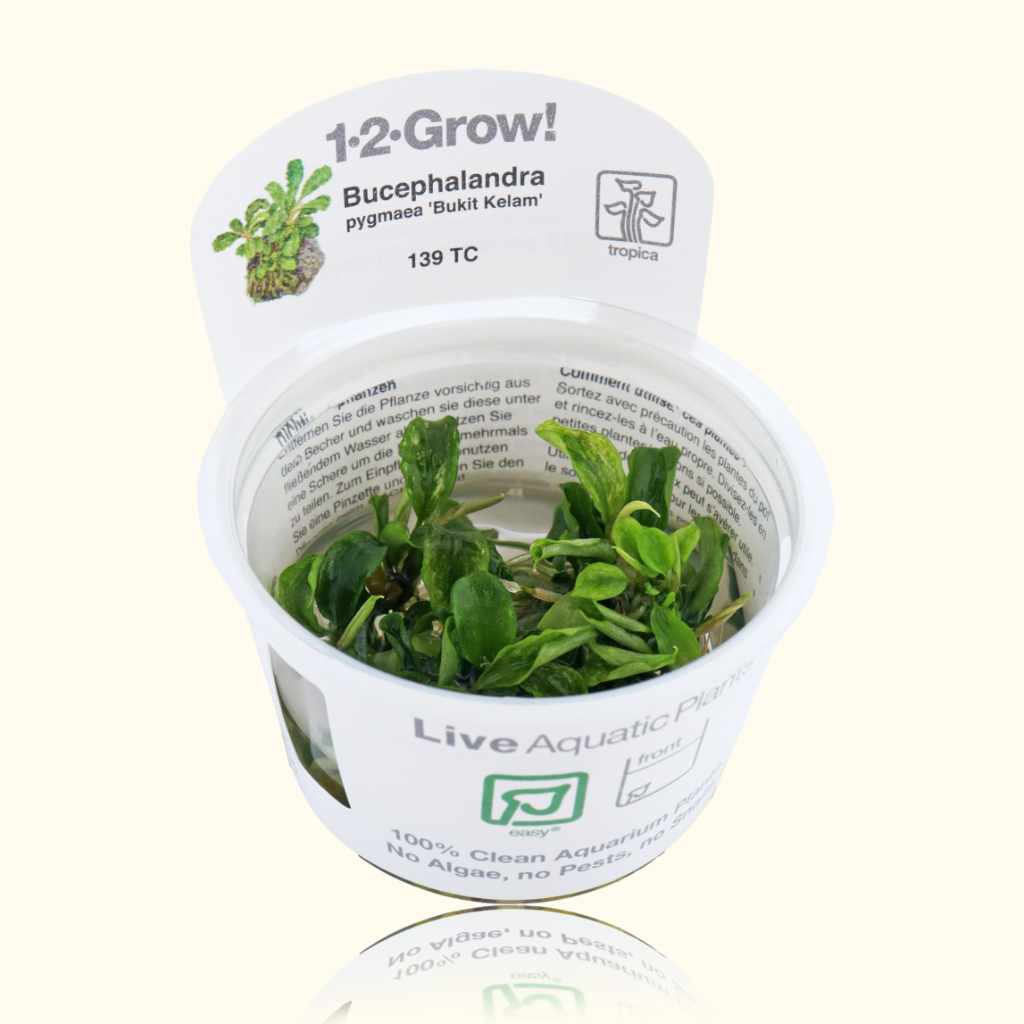 Bucephalandra Pygmaea 'Bukit Kelam' Tissue Culture