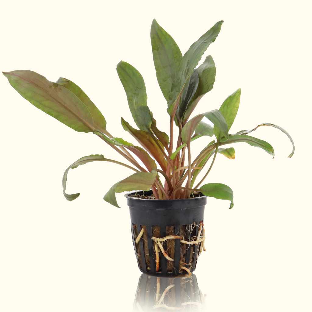 Cryptocoryne Undulata
