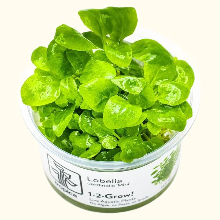 Lobelia cardinalis 'Mini' Tissue Culture