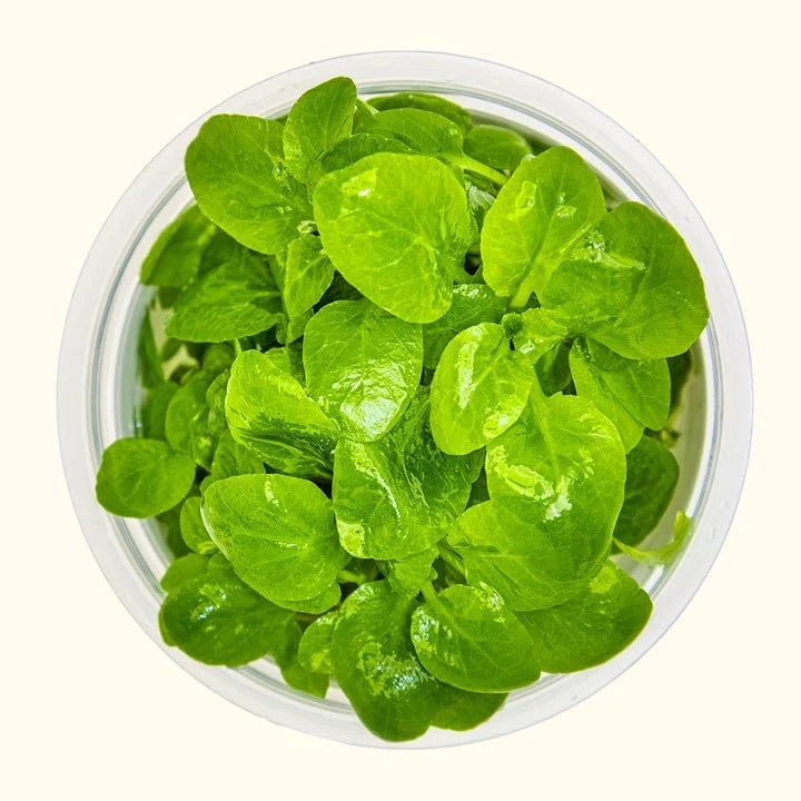 Lobelia cardinalis 'Mini' Tissue Culture - Image 2