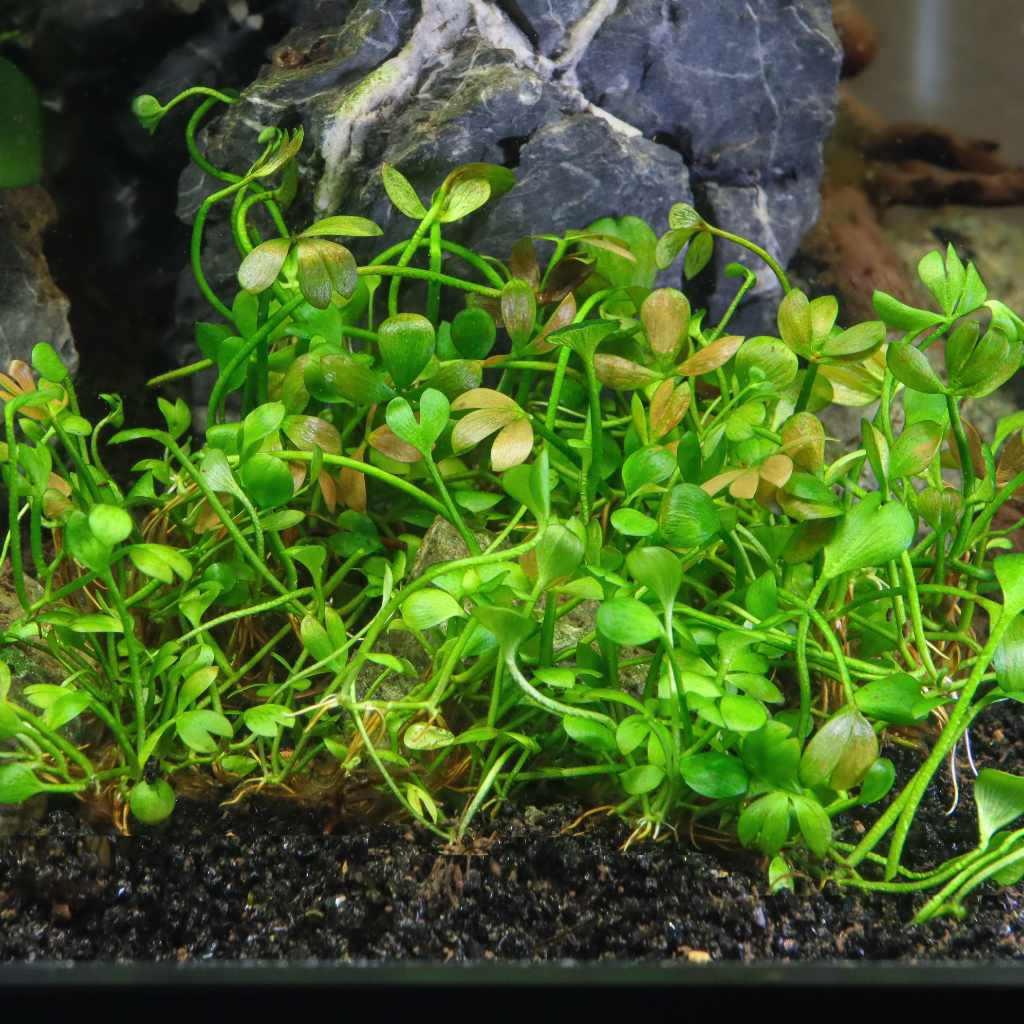 Marsilea Hirsuta Tissue Culture - Image 2