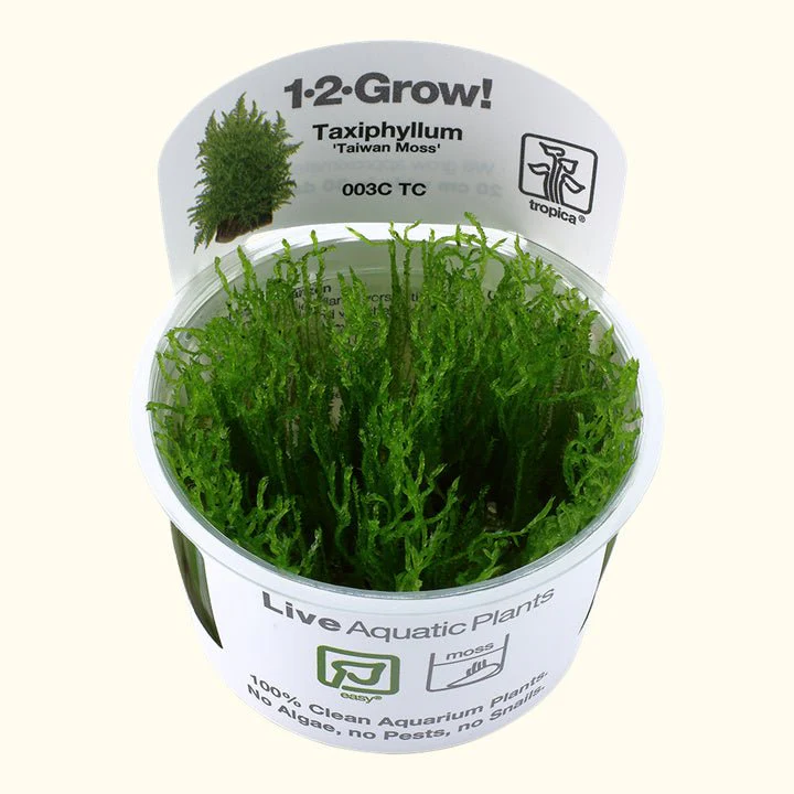 Taxiphyllum alternans 'Taiwan Moss' Tissue Culture