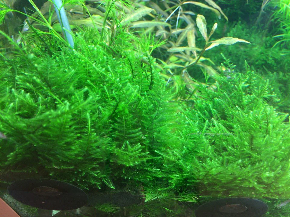 Taxiphyllum alternans 'Taiwan Moss' Tissue Culture - Image 2