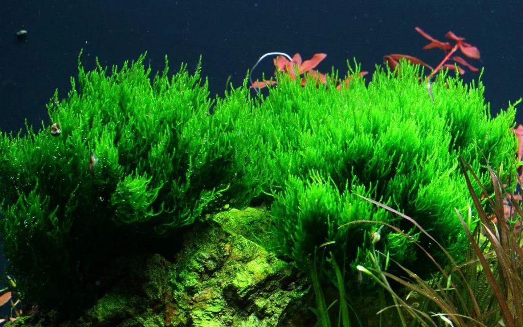 Taxiphyllum sp. ’Flame Moss’ Tissue Culture - Image 2