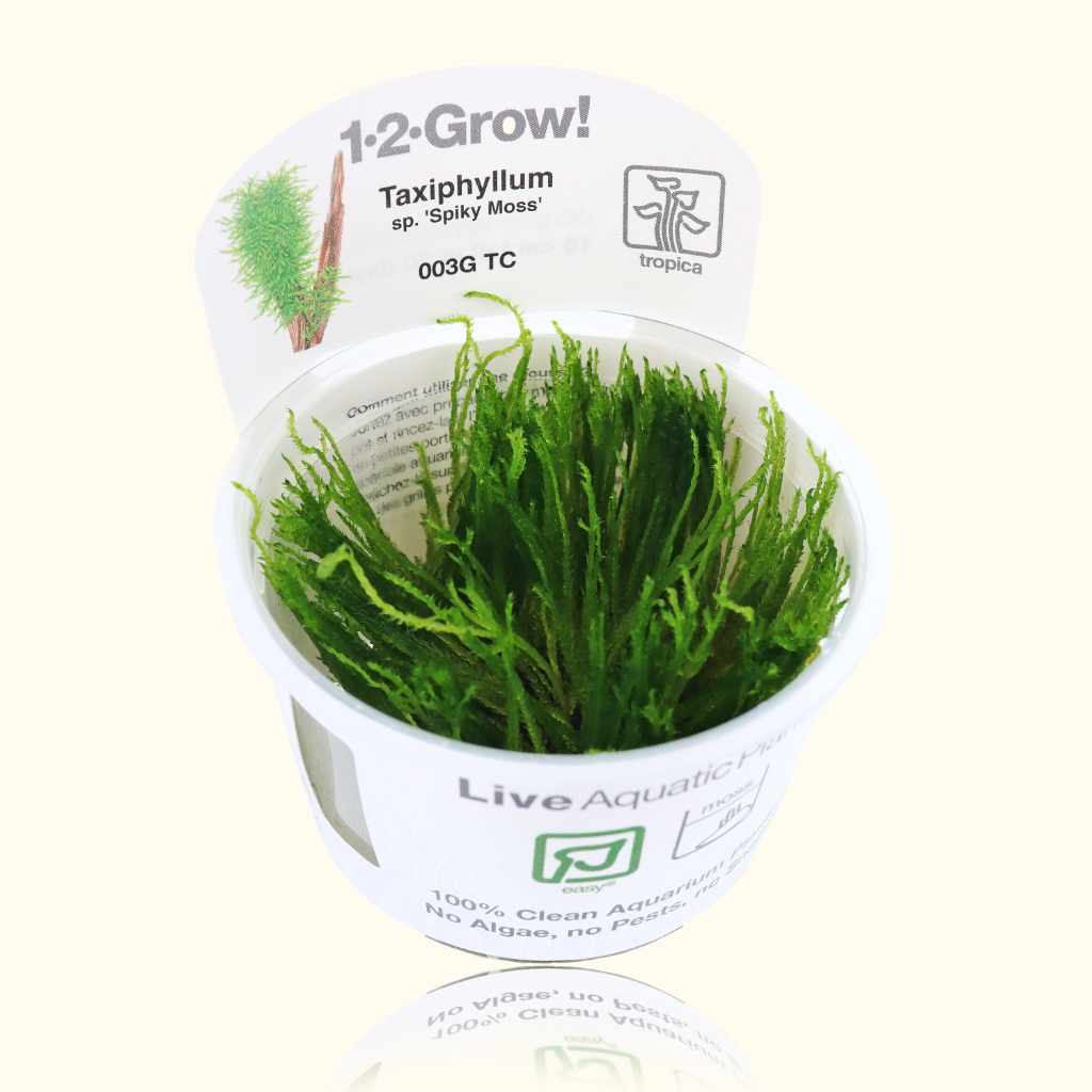 Taxiphyllum 'Spiky Moss' Tissue Culture