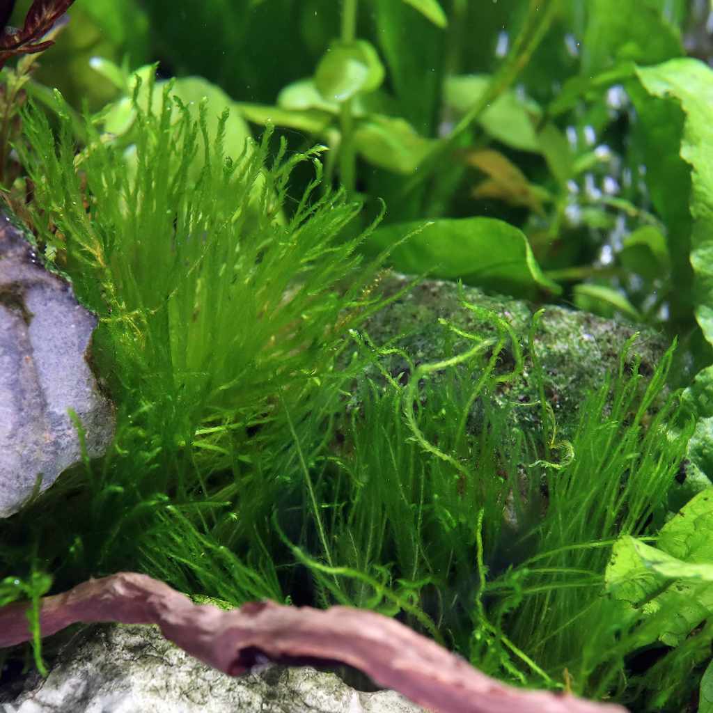 Taxiphyllum 'Spiky Moss' Tissue Culture - Image 2