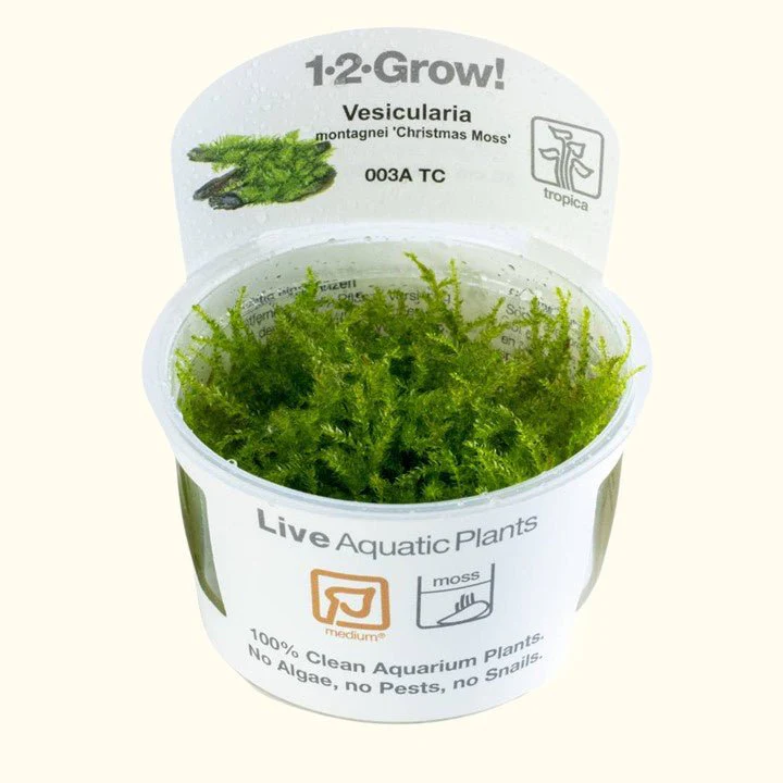 Vesicularia Dubyana 'Christmas Moss' Tissue Culture